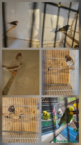 Finches birds - Advert 12