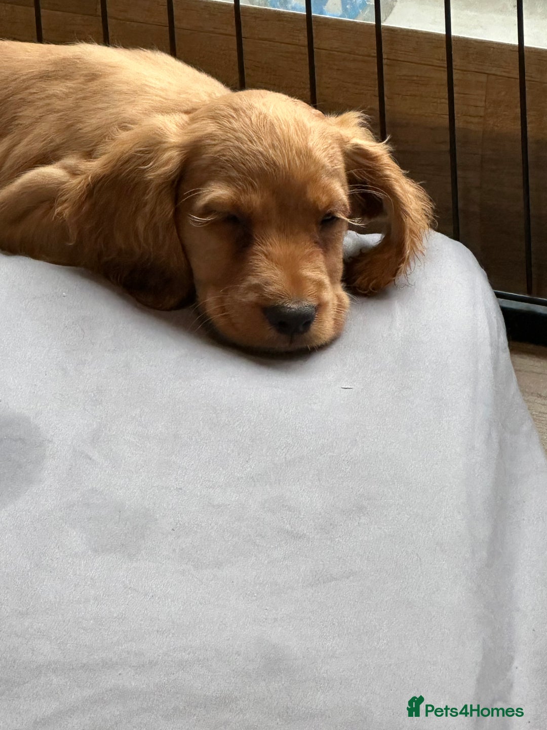 Cocker Spaniel dogs for sale: Extensively Health Tested KC Cocker Spaniels  - Advert 6