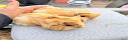 Guinea Pig rodents for sale: Swiss & Peruvians baby’s available  - Advert 9