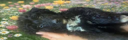 Mixed Breed dogs for sale: Poodle x pyreneese  puppies health tested  - Advert 9