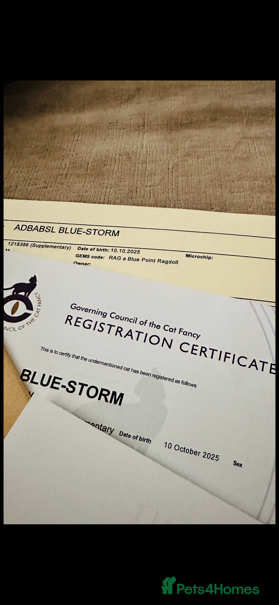 Ragdoll cats 💜💜 Stunning GCCF Kittens 💜💜 - Advert 3