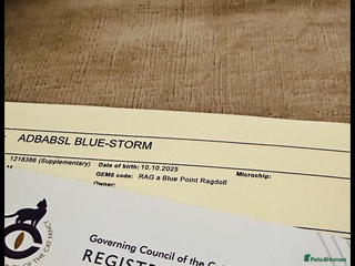 Ragdoll cats 💜💜 Stunning GCCF Kittens 💜💜 - Advert 3