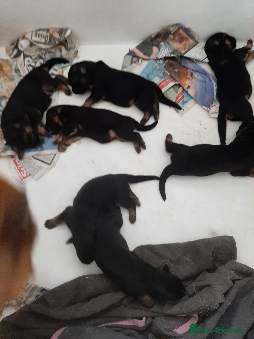 German Shepherd dogs for sale: German shepherd pups - Image 6
