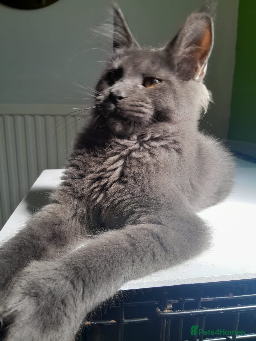 Maine Coon cats for sale: Solid Blue Poly boy 5 Pedigree TICA Maine coon - Image 4