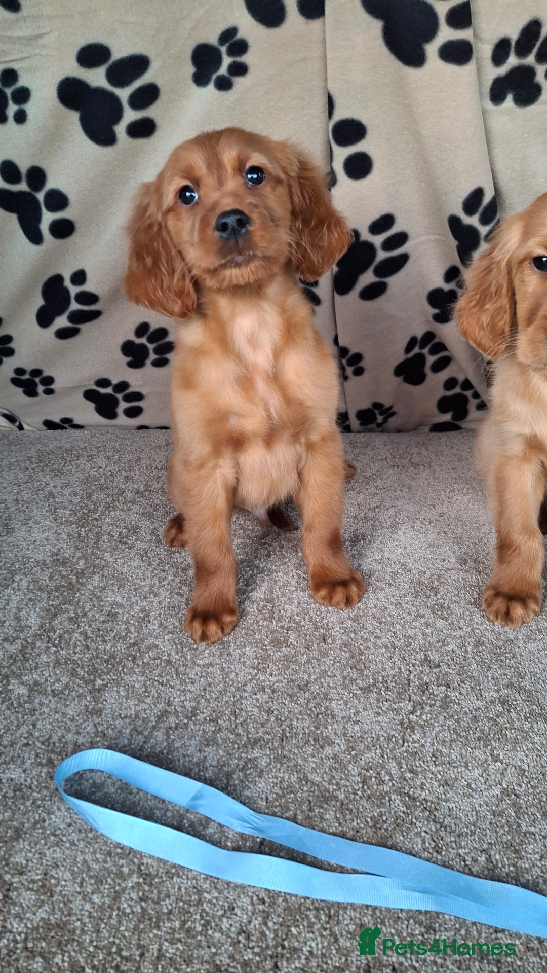 Mixed Breed dogs for sale: Beautiful golden irish puppies. - Advert 6