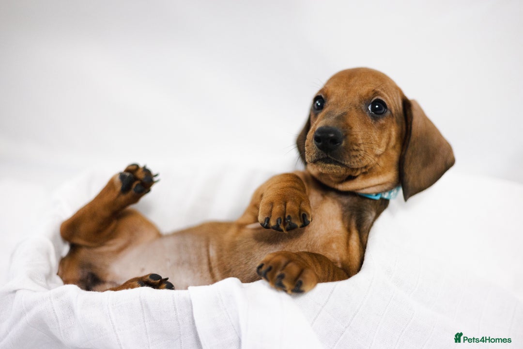 Dachshund dogs for sale: Standard champion bred dachshunds  - Image 4