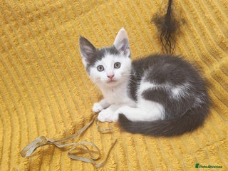 Mixed Breed cats Last one Grey and white girl VIDEOS - Advert 18