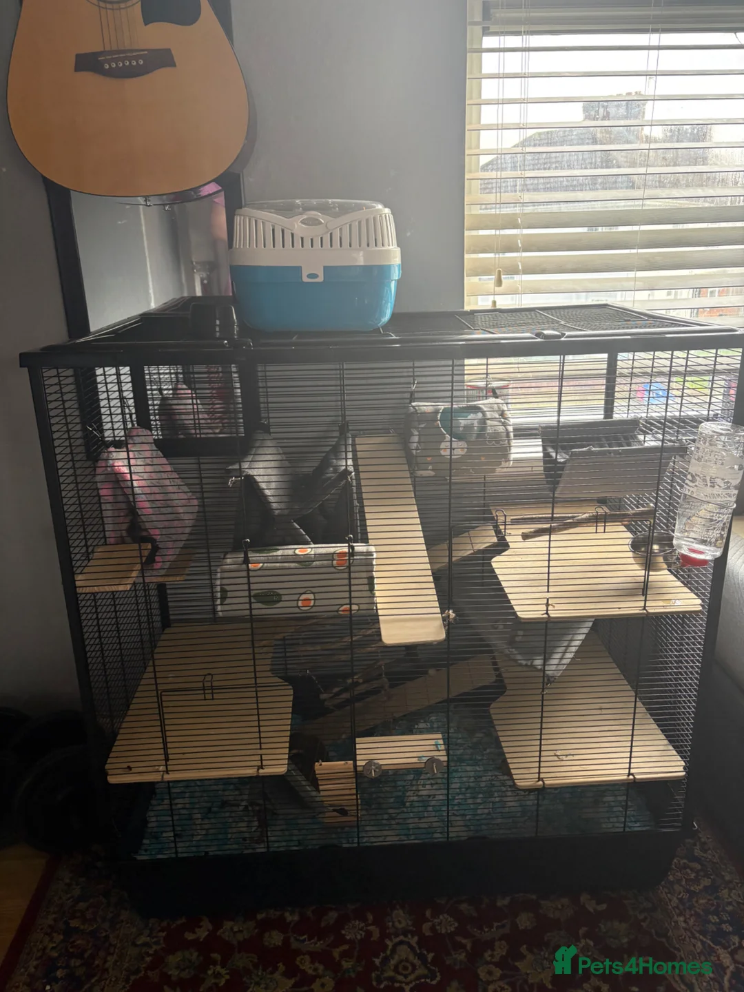 Rat rodents for sale: 2 Female rat with full cage setup - Advert 2