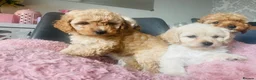 Mixed Breed dogs for sale: 4 Cavapoo girls ready  - Advert 7