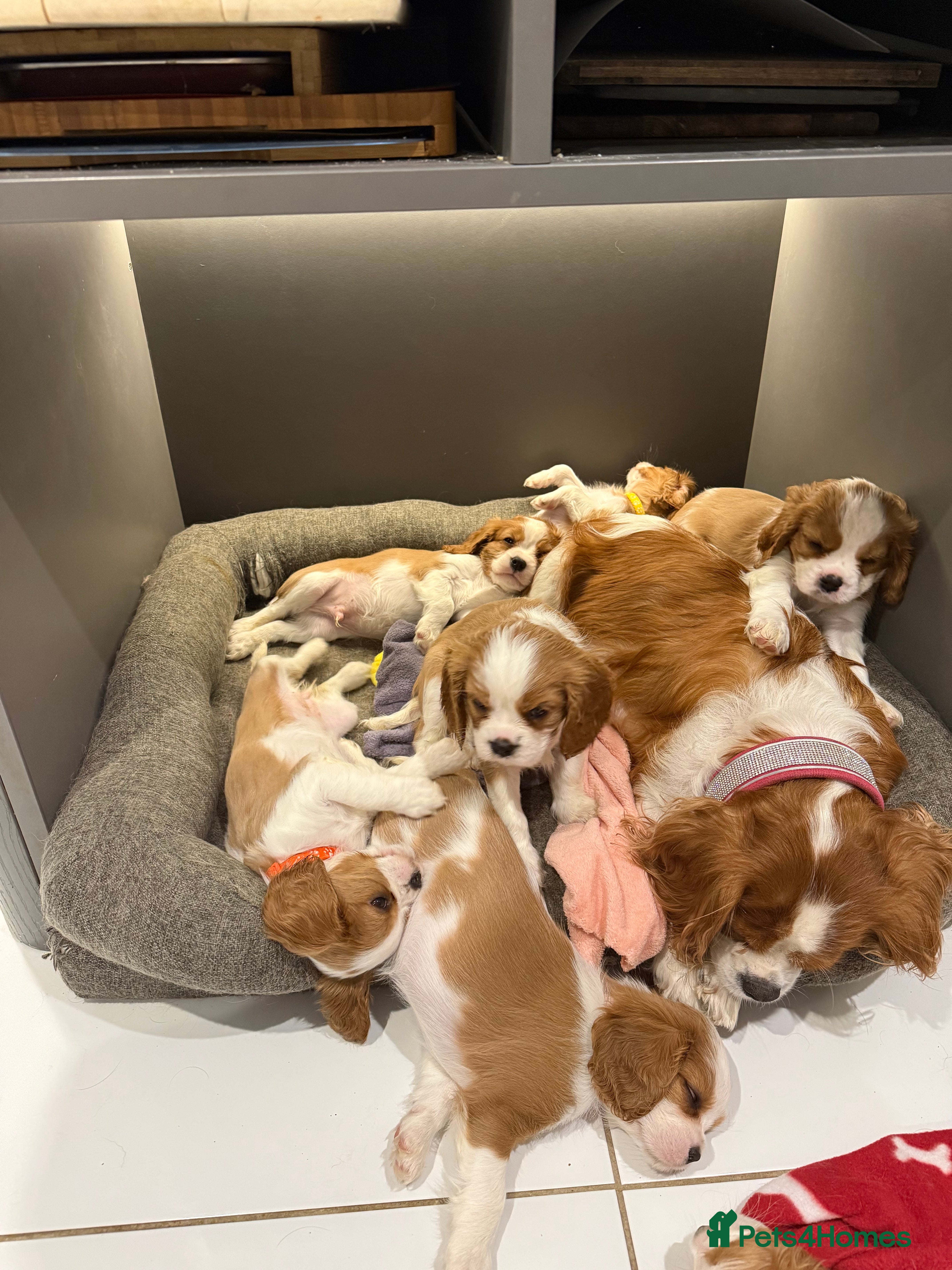 Cavalier King Charles Spaniel dogs King Charles Cavalier Puppies 5⭐️Breeder 1 LEFT - Advert 2