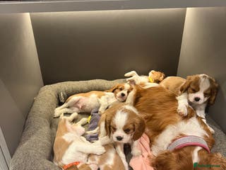 Cavalier King Charles Spaniel dogs King Charles Cavalier Puppies 5⭐️Breeder 1 LEFT - Advert 7