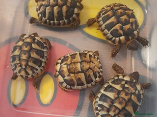 Hermann Tortoise reptiles Baby Herman tortoises - Advert 18