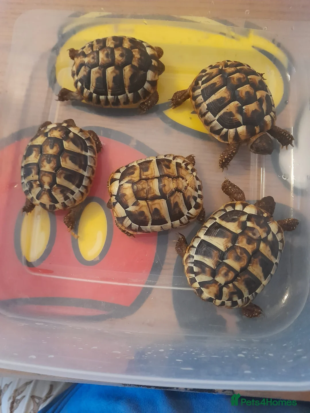 Hermann Tortoise reptiles for sale: Baby Herman tortoises - Advert 1