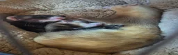 Ferret rodents for sale: 3 x 6 month old ferrets - Advert 1
