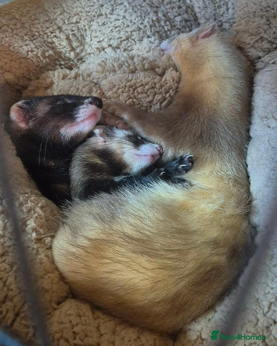 Ferret rodents for sale: 3 x 6 month old ferrets - Advert 1