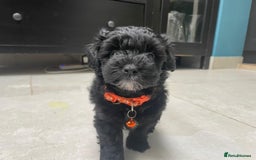 Mixed Breed dogs for sale: Cutest Havadoodles - Image 1