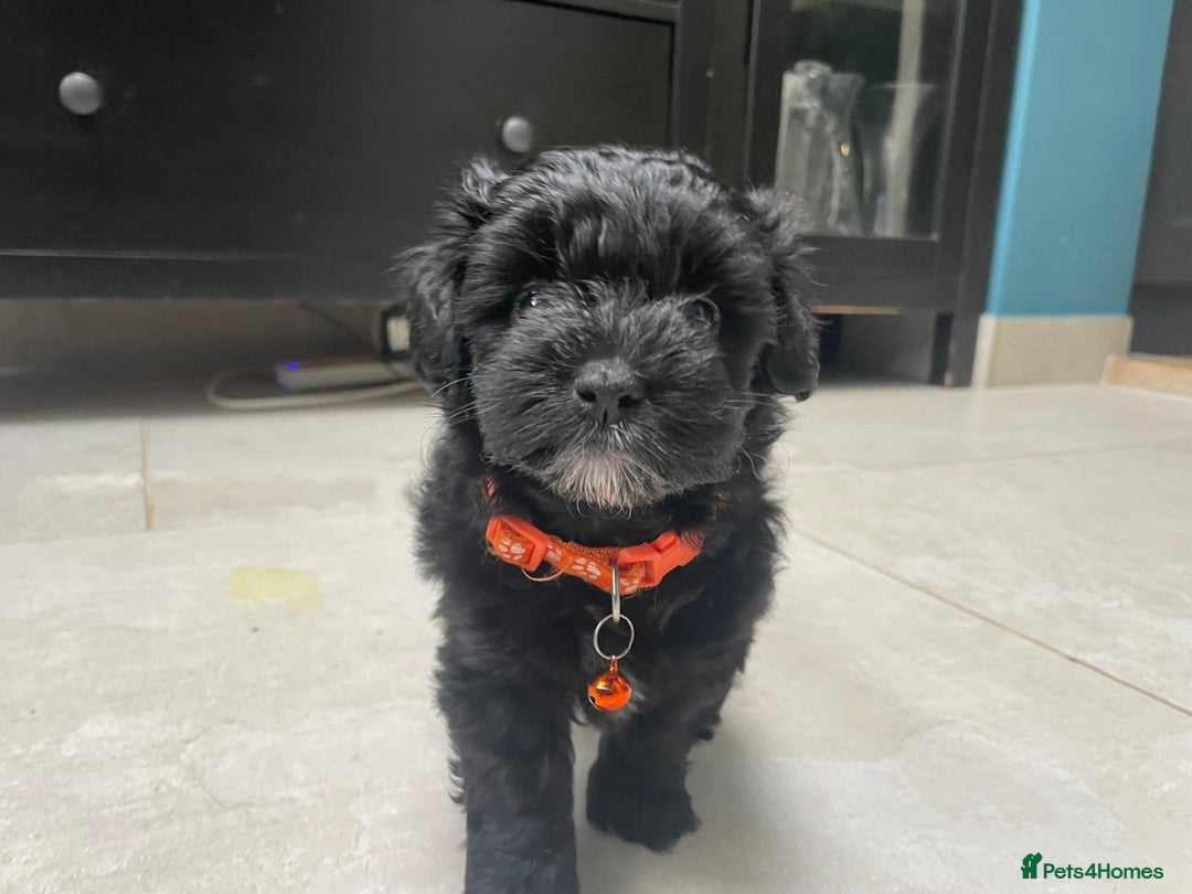 Mixed Breed dogs for sale: Cutest Havadoodles - Image 1