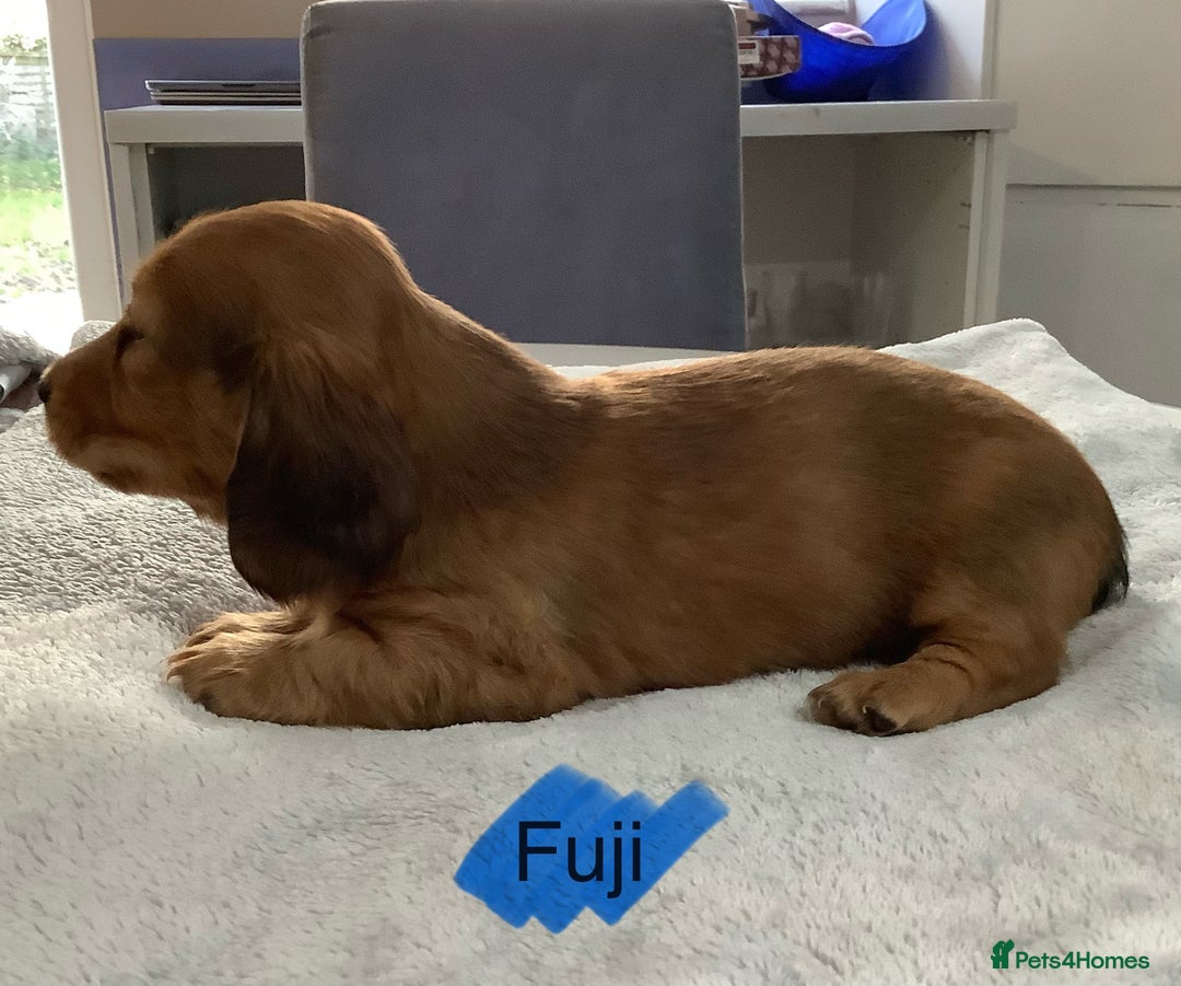 Miniature Dachshund dogs for sale: PRA Clear Mini Longhair Dachshund Pups Cream Red.. - Advert 6
