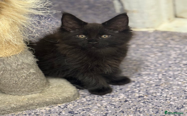 Maine Coon cats - Advert 15