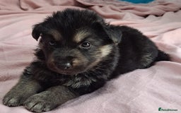 German Shepherd dogs for sale: German shepherd puppies 2boys/2girs  - Image 1