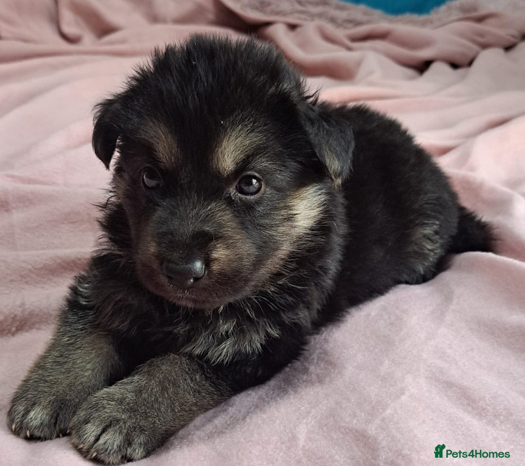 German Shepherd dogs for sale: German shepherd puppies 2boys/2girs  - Image 1