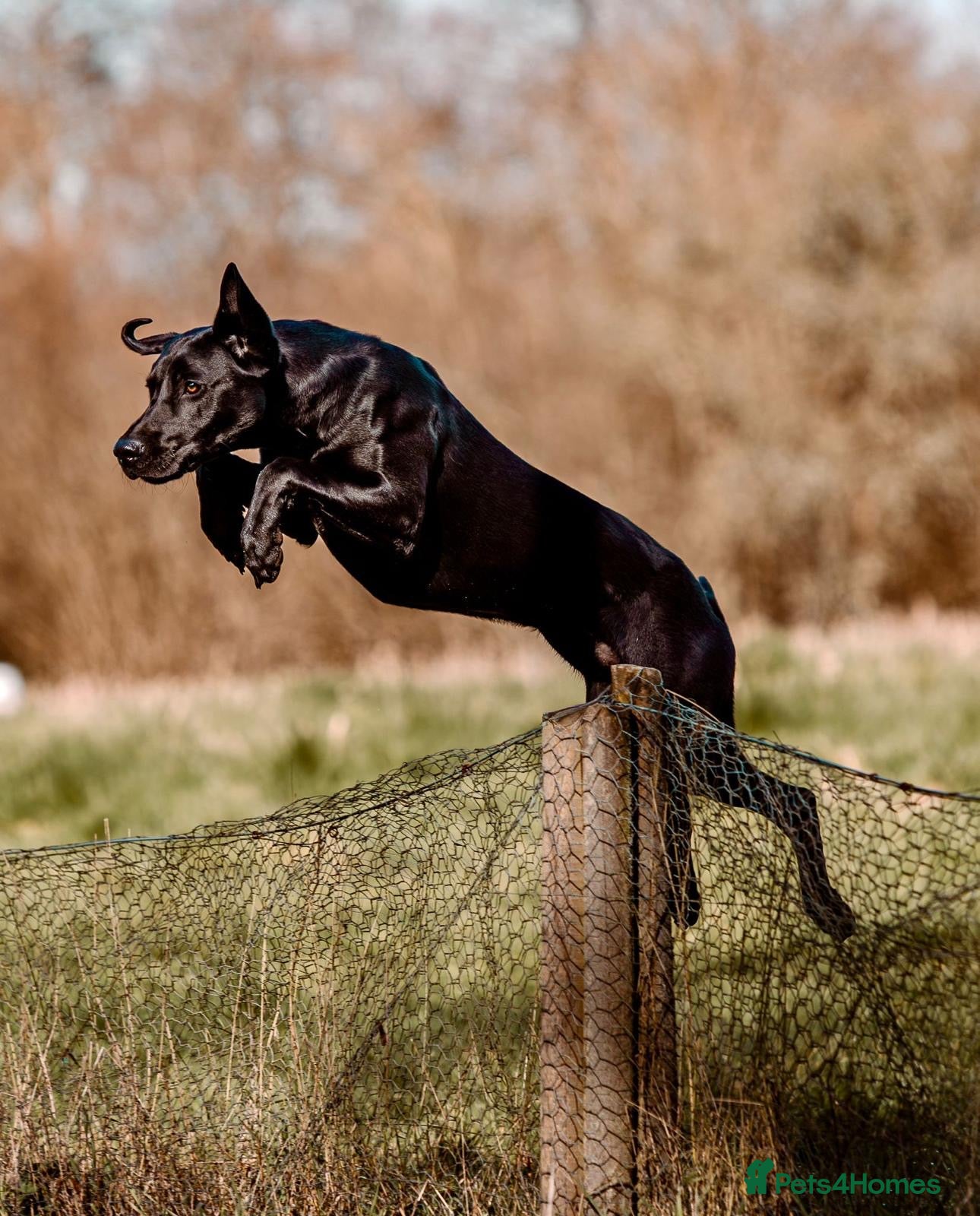 Labrador Retriever dogs Stunning litter  - Advert 1