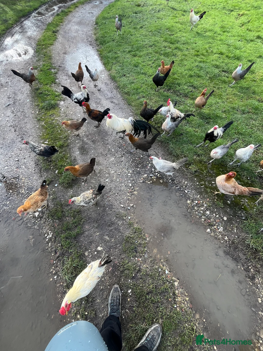 Chickens poultry for sale: mixed game birds  - Advert 4