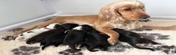 Cocker Spaniel dogs for sale: Ready Now RKC Reg DNA CLEAR Show Cocker Female in Fareham - Advert 8