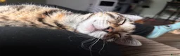 Bengal cats for sale: Beautiful Bengal Girl (please read description)  - Advert 4