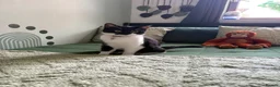 British Shorthair cats for sale: 2 female cats both spayed PRICE NEGOTIABLE  - Advert 9