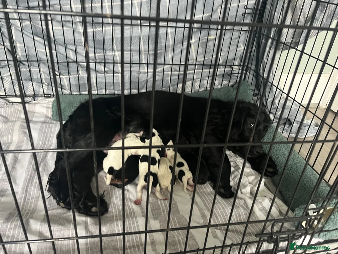 Cocker Spaniel dogs for sale: Puppy’s forsale in Wallsend - Advert 2