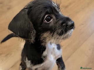 Mixed Breed dogs Frenchi /Mini Poodle Puppies ❤️ 3 Left!! - Advert 10