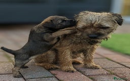 Border Terrier dogs for sale: Two border terriers for sale. Mum and daughter - Image 3