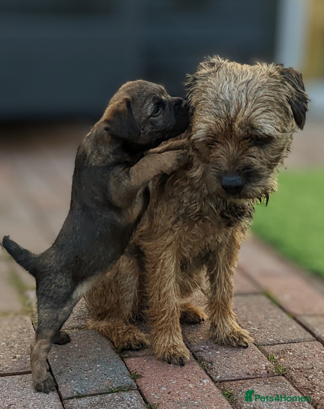 Border Terrier dogs for sale: Two border terriers for sale. Mum and daughter - Image 3