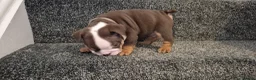 English Bulldog dogs for sale: Kc registered English bulldogs  in Plymouth - Advert 10