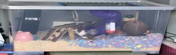Hamster rodents for sale: Female hamster - Advert 2