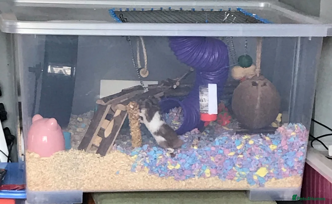 Hamster rodents for sale: Female hamster - Advert 2