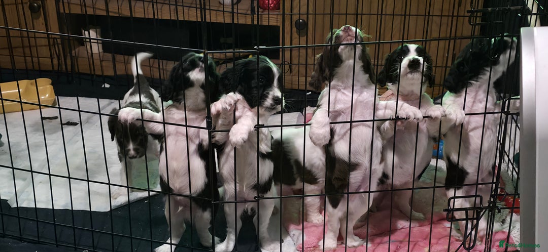 Sprocker dogs for sale: Spaniel Puppies  - Advert 8
