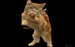 Mixed Breed cats for sale: Pure Ginger GIRLS - Image 11