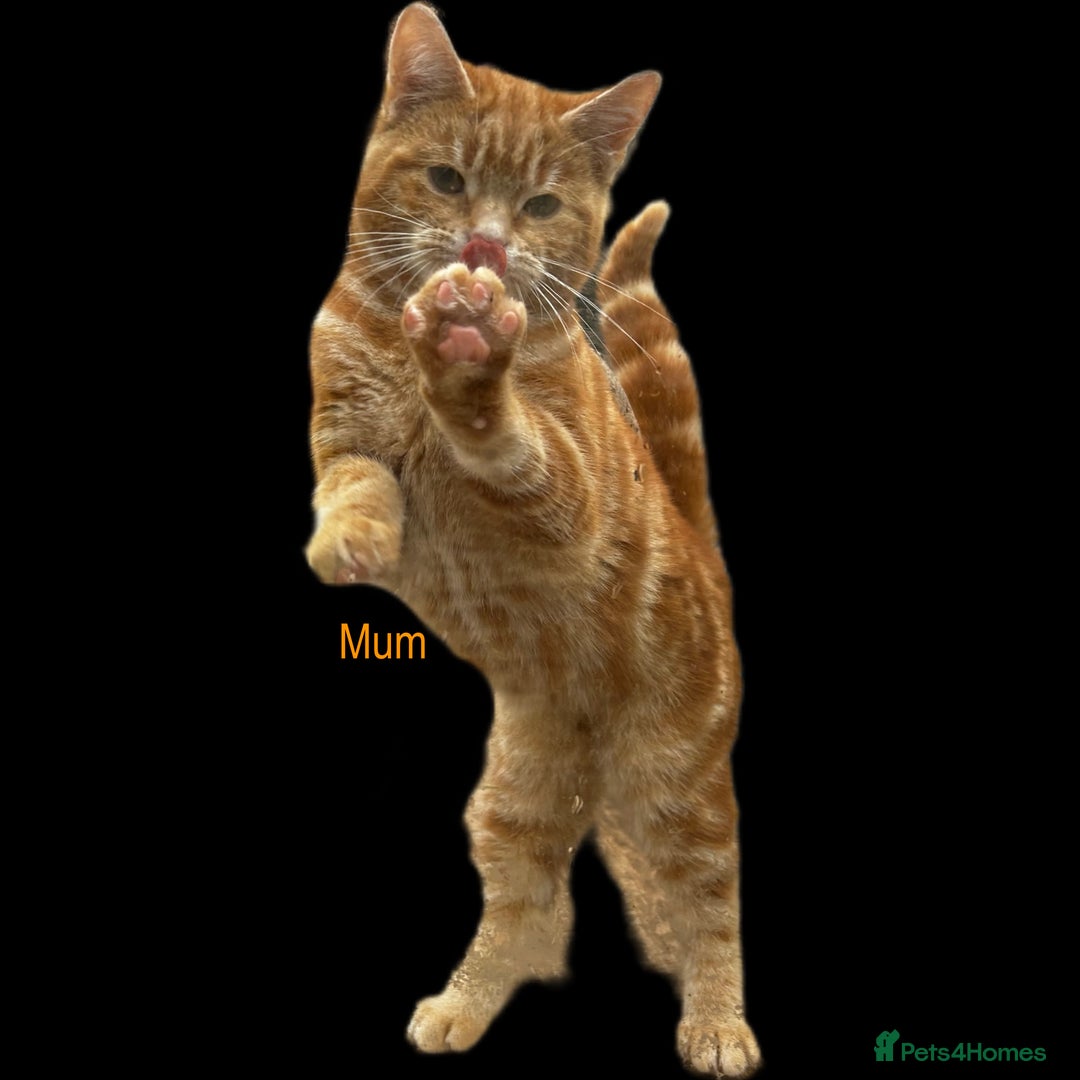 Mixed Breed cats for sale: Pure Ginger GIRLS - Image 11