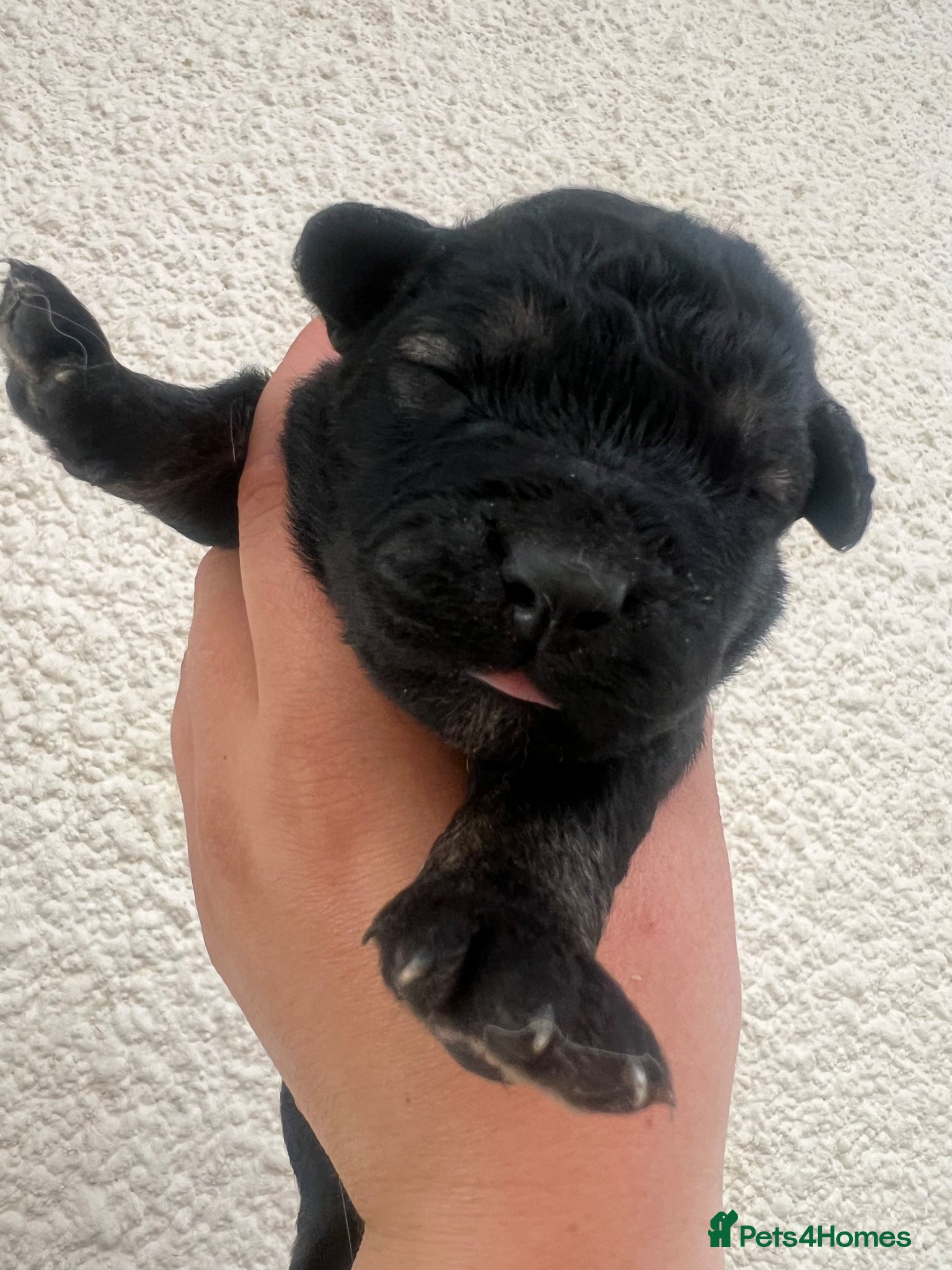 Mixed Breed dogs for sale: 7 beautiful Malkita x puppies with unique colours  - Advert 23