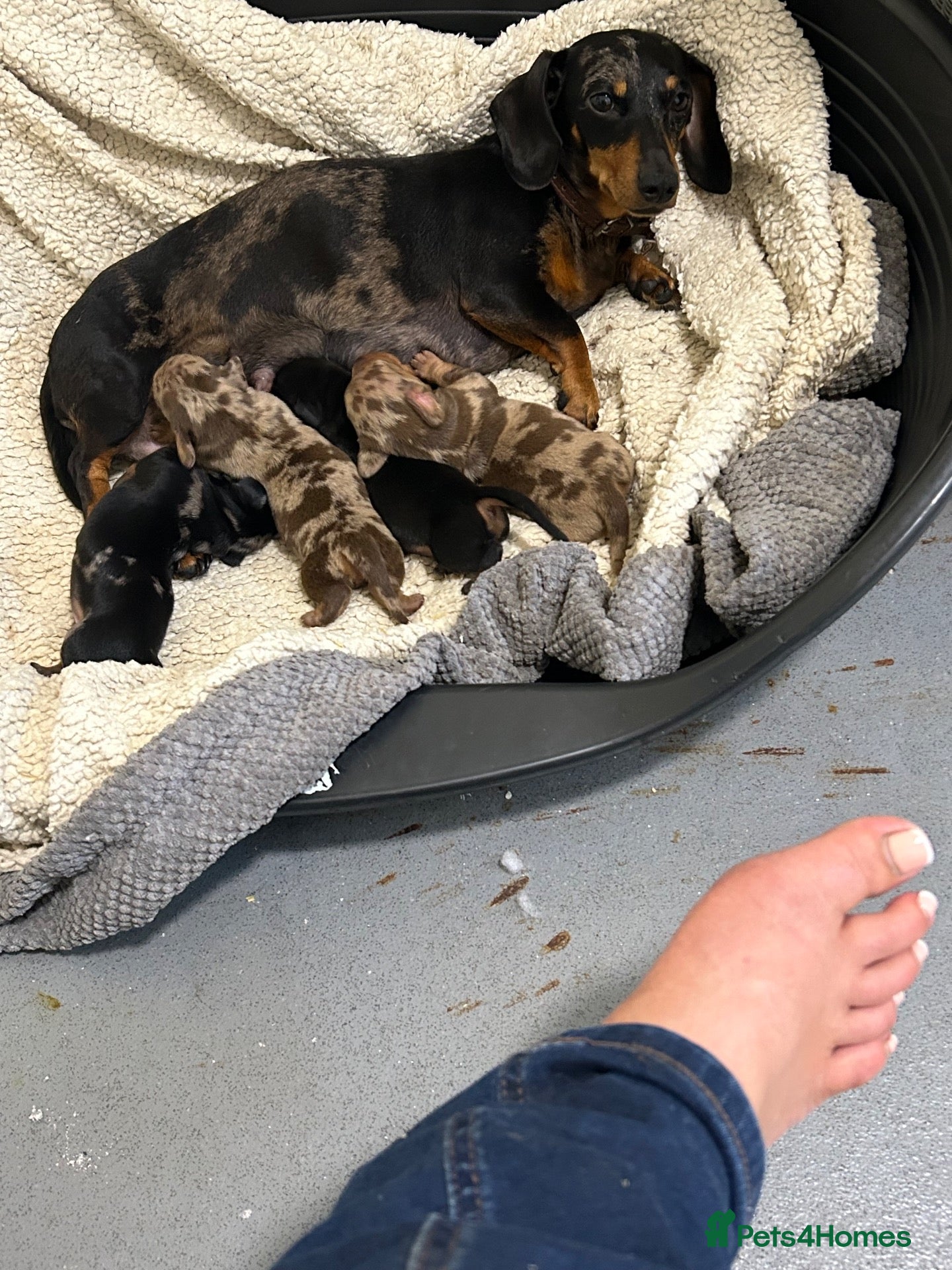 Miniature Dachshund dogs Miniature short hair dachshund - Advert 9
