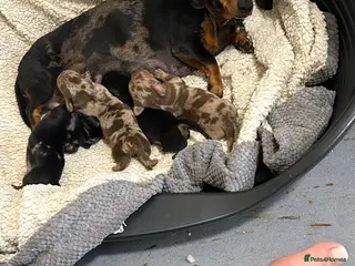 Miniature Dachshund dogs Miniature short hair dachshund - Advert 1