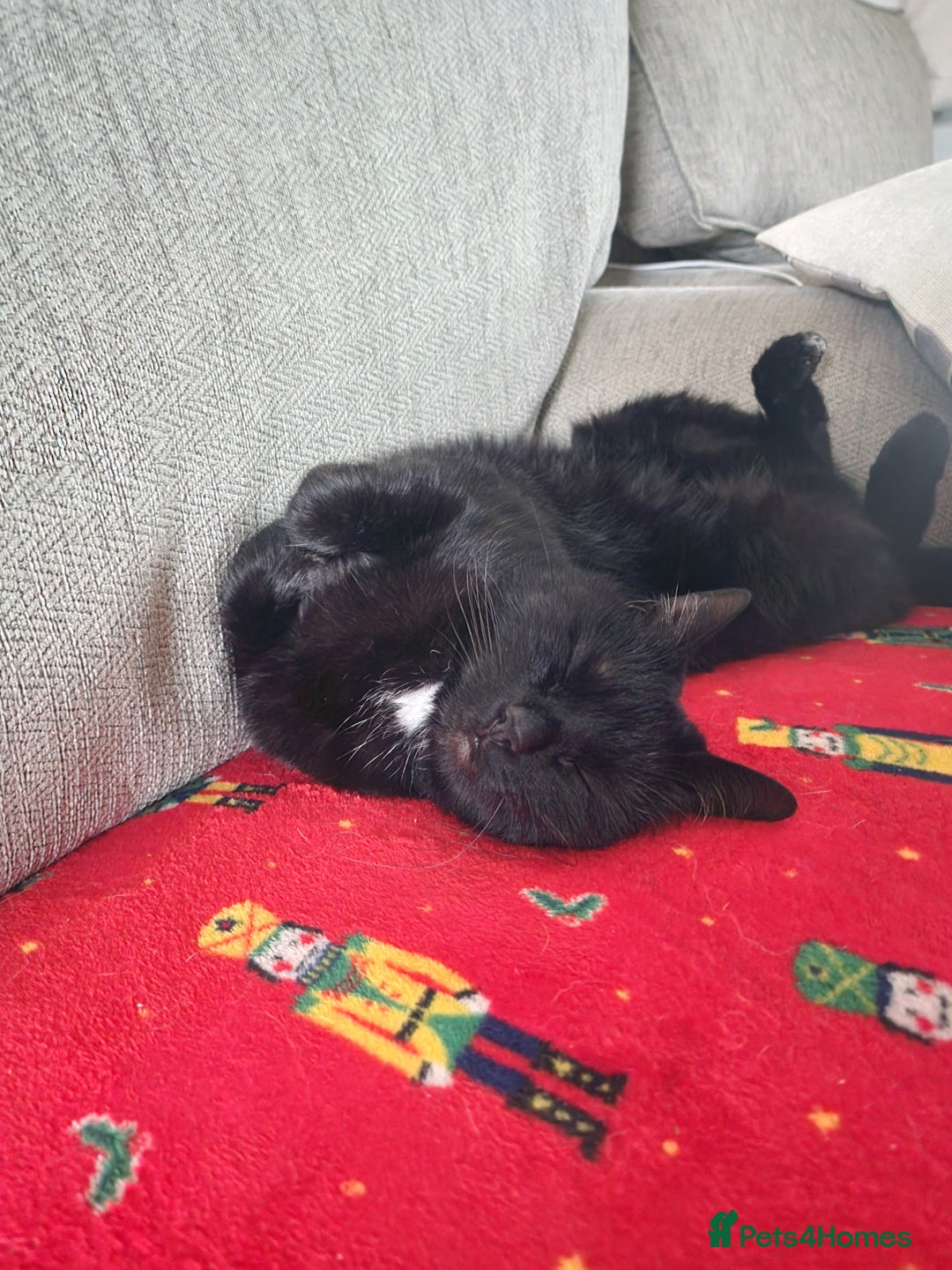 Mixed Breed cats for sale: Cat for rehoming - Advert 5