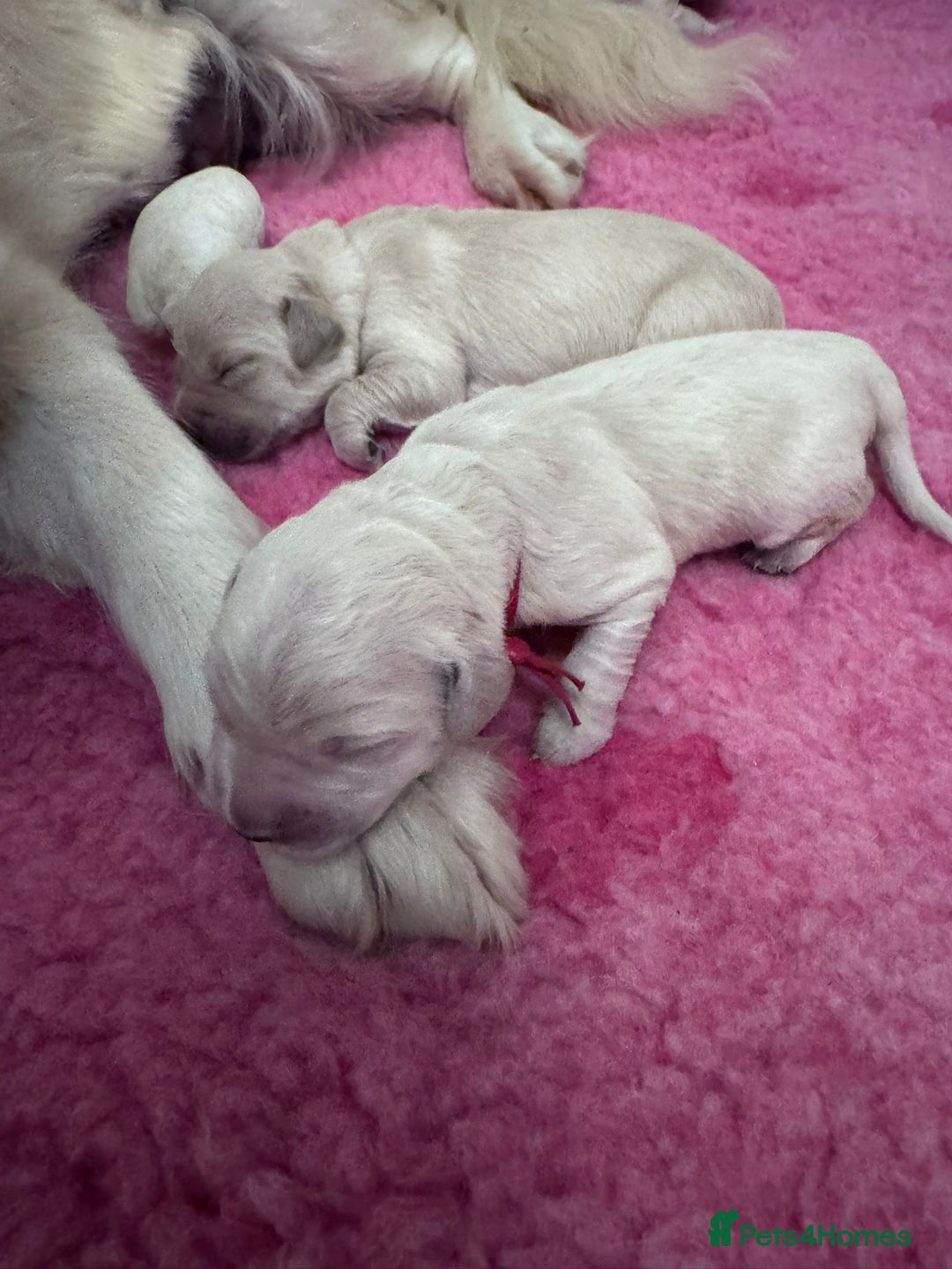 Golden Retriever dogs for sale: KC Fully health tested Golden retriever puppies - Image 17