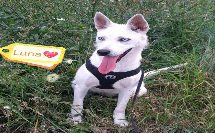 Mixed Breed dogs - Advert 4