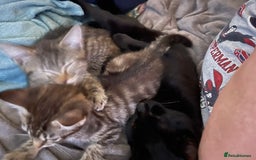 Mixed Breed cats for sale: Mixed breed kittens - Image 9
