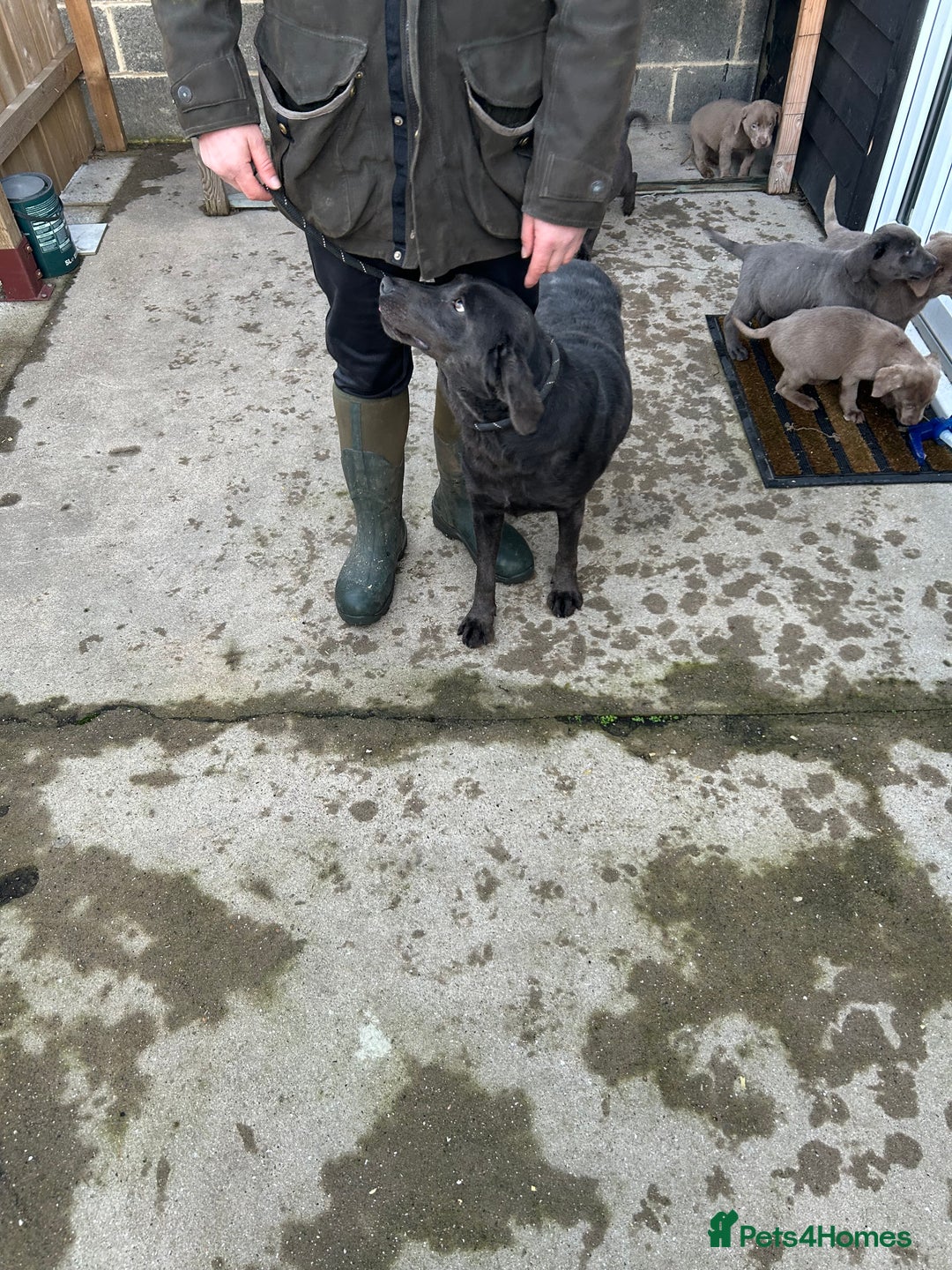 Labrador Retriever dogs for sale: Labrador puppies  - Advert 1