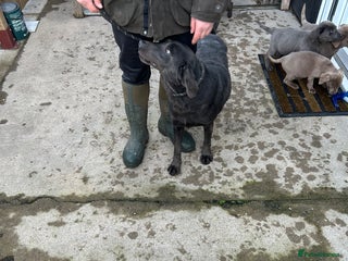 Labrador Retriever dogs Labrador puppies - Advert 1