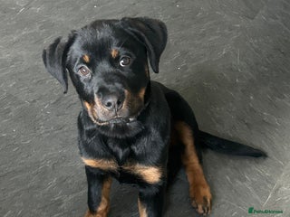 Rottweiler dogs Rottweiler - Advert 2